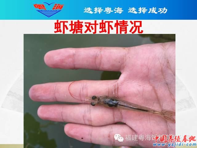 中國養殖基地 yzjidi.com