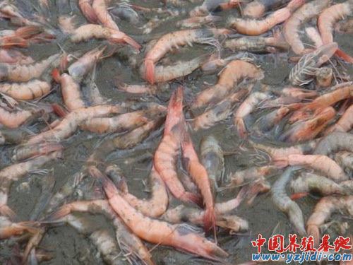 中國養殖基地 yzjidi.com