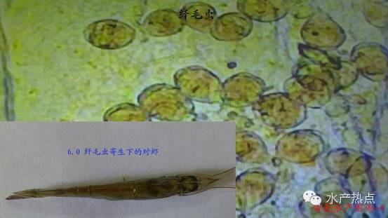 中國養殖基地 yzjidi.com