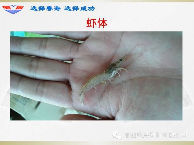 中國養殖基地 yzjidi.com