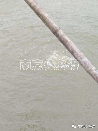 中國養殖基地 yzjidi.com
