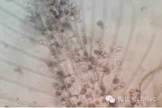 中國養殖基地 yzjidi.com