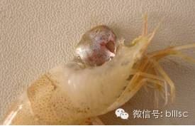中國養殖基地 yzjidi.com