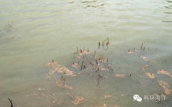 中國養殖基地 yzjidi.com