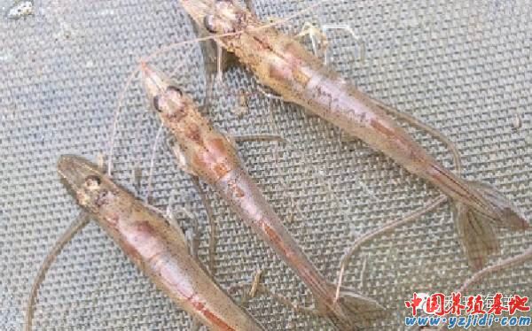 中國養殖基地 yzjidi.com