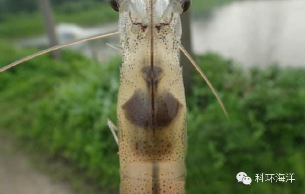 中國養殖基地 yzjidi.com