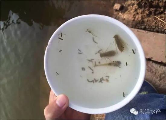 中國養殖基地 yzjidi.com