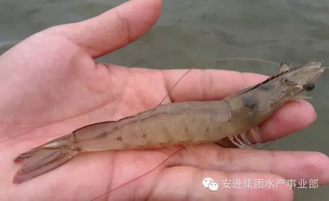 中國養殖基地 yzjidi.com