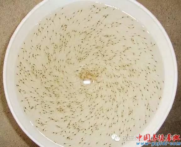 中國養殖基地 yzjidi.com
