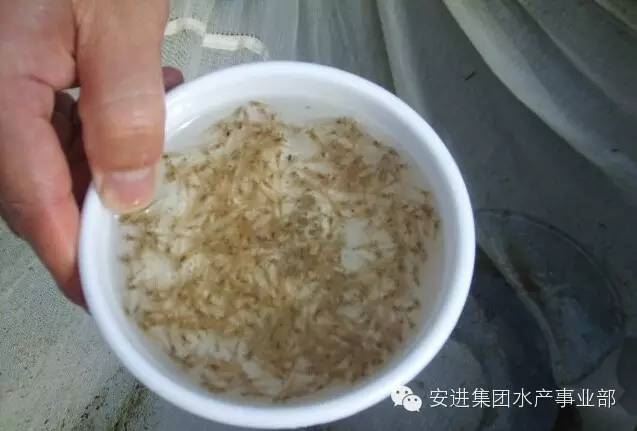 中國養殖基地 yzjidi.com