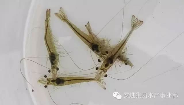 中國養殖基地 yzjidi.com