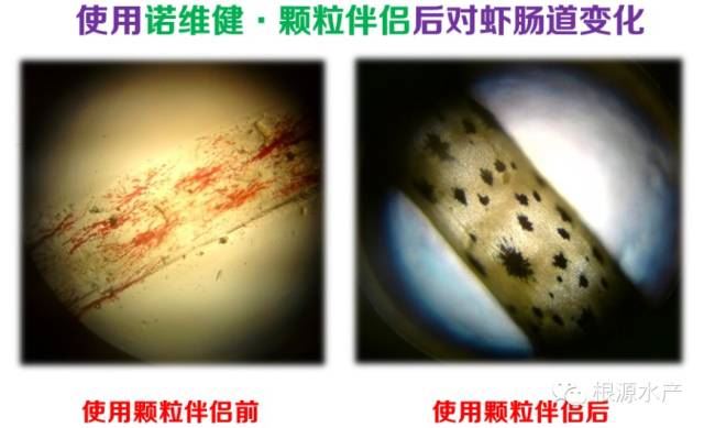 中國養殖基地 yzjidi.com