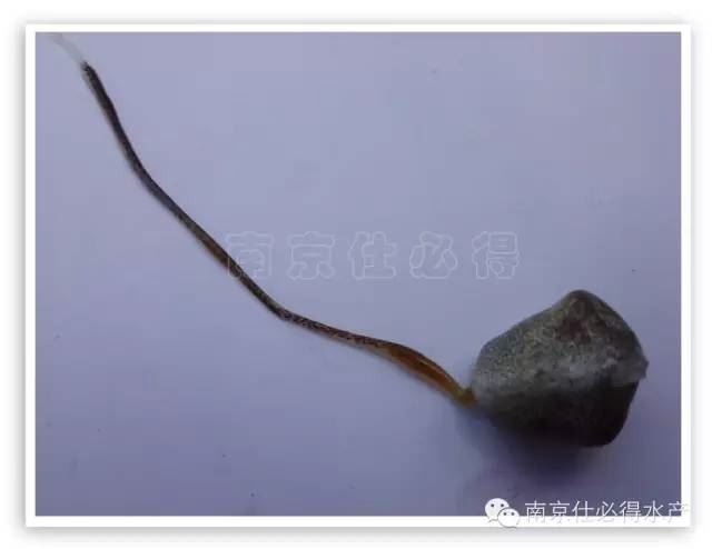 中國養殖基地 yzjidi.com