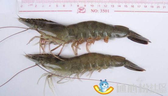 中國養殖基地 yzjidi.com