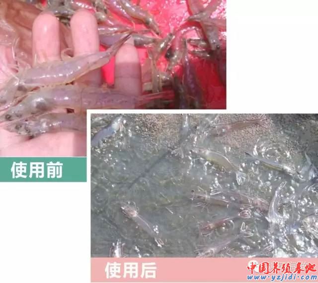 中國養殖基地 yzjidi.com
