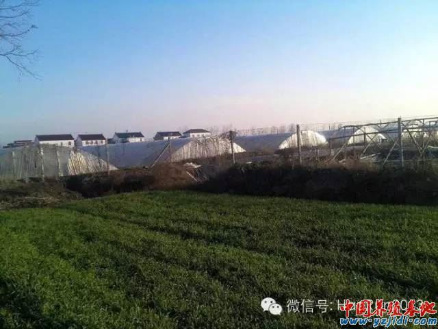 中國養殖基地 yzjidi.com