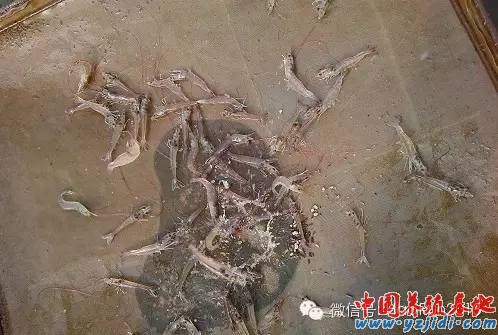 中國養殖基地 yzjidi.com