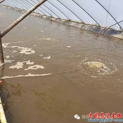中國養殖基地 yzjidi.com