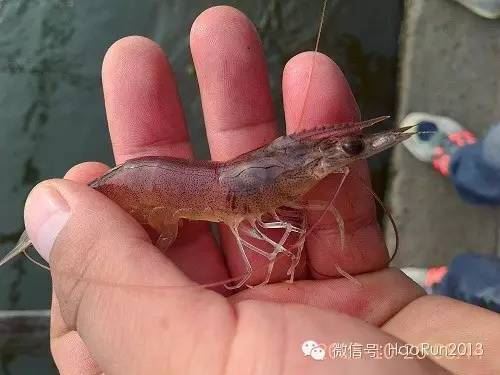 中國養殖基地 yzjidi.com