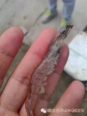 中國養殖基地 yzjidi.com