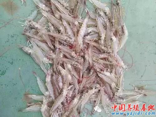 中國養殖基地 yzjidi.com