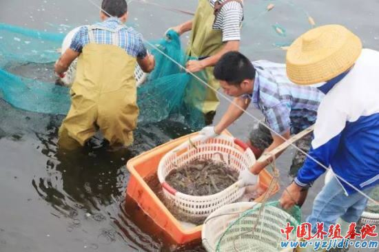 中國養殖基地 yzjidi.com
