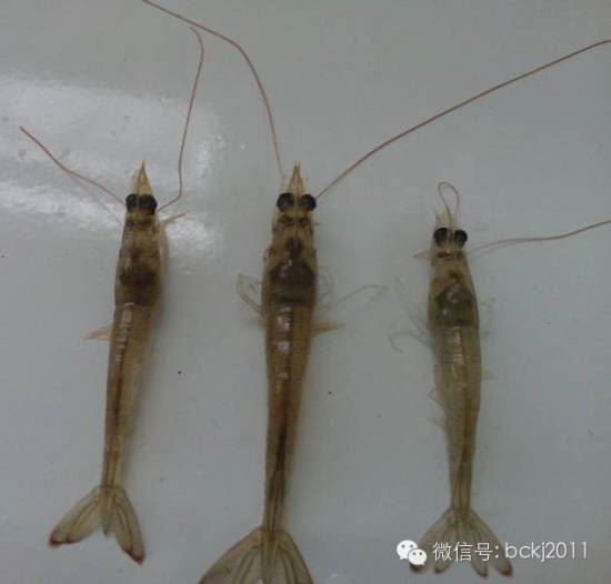 中國養殖基地 yzjidi.com