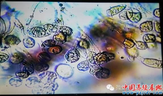 中國養殖基地 yzjidi.com