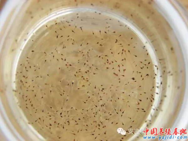 中國養殖基地 yzjidi.com