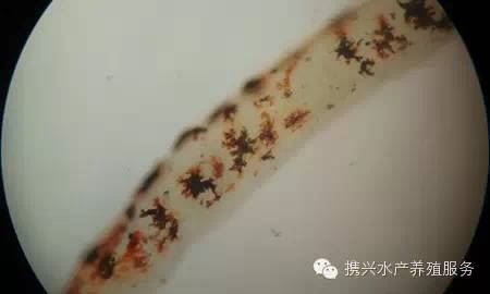 中國養殖基地 yzjidi.com