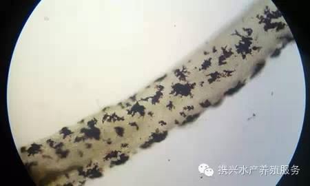中國養殖基地 yzjidi.com