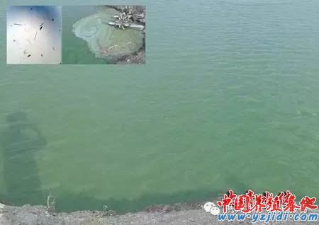 中國養殖基地 yzjidi.com