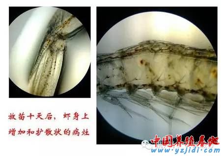 中國養殖基地 yzjidi.com