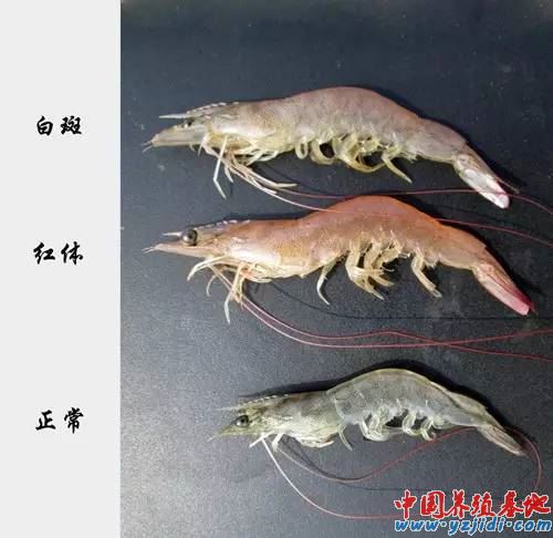 中國養殖基地 yzjidi.com