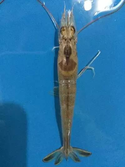 中國養殖基地 yzjidi.com