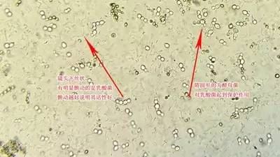 中國養殖基地 yzjidi.com