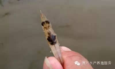 中國養殖基地 yzjidi.com