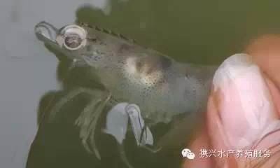 中國養殖基地 yzjidi.com