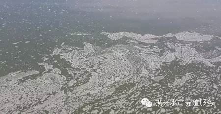 中國養殖基地 yzjidi.com
