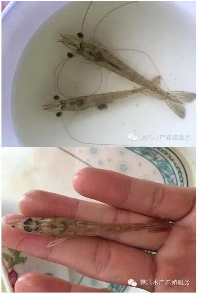 中國養殖基地 yzjidi.com