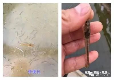中國養殖基地 yzjidi.com
