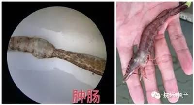 中國養殖基地 yzjidi.com