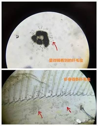 中國養殖基地 yzjidi.com
