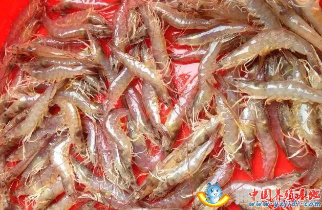 中國養殖基地 yzjidi.com