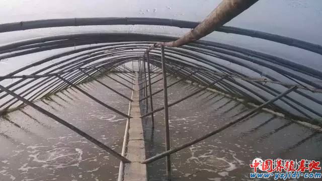 中國養殖基地 yzjidi.com