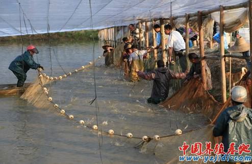 中國養殖基地 yzjidi.com