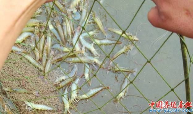 中國養殖基地 yzjidi.com