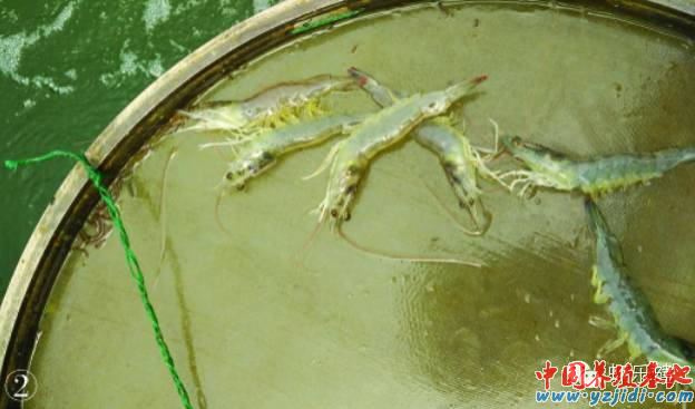 中國養殖基地 yzjidi.com