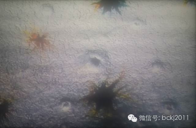 中國養殖基地 yzjidi.com