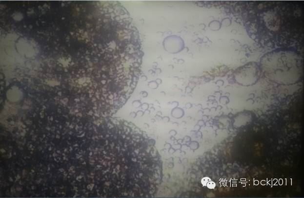 中國養殖基地 yzjidi.com